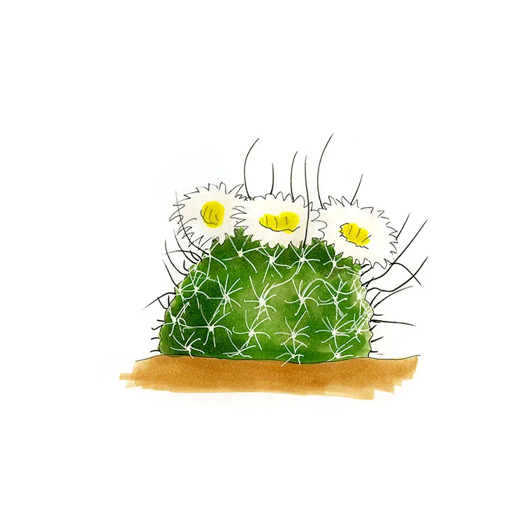 Watercolor illustration of a Kaibab Plains cactus (Pediocactus paradinei), a small spiny mound with cream flowers.