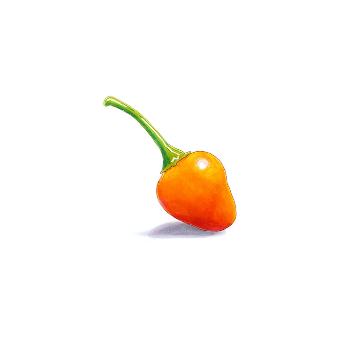 Kambuzi pepper illustrated in watercolor and ink on a white background