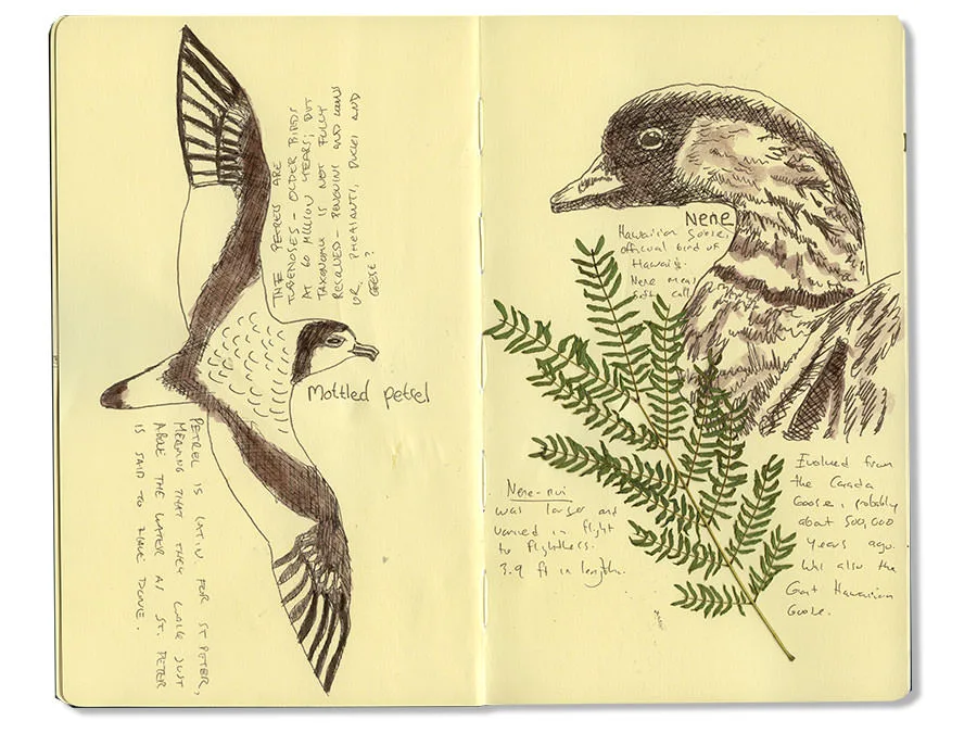 Sketch journal spread with a mottled petrel in flight and a nene, the Hawaiian goose, beside a fern
