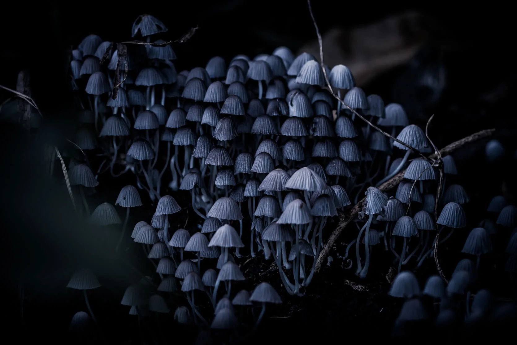 A dense cluster of small gray mushrooms on the steep rocks above Haena Beach, Kauai.