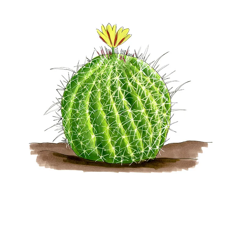 Watercolor illustration of a keg cactus (Ferocactus viridescens), a ribbed green barrel with a yellow flower.