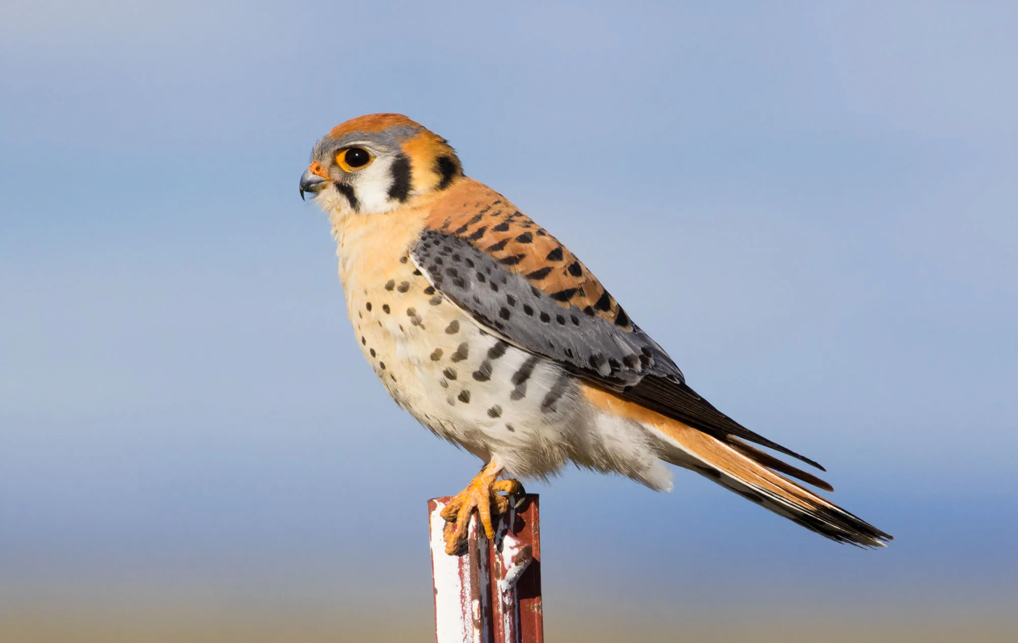 A male American kestrel (Falco sparverius), rufous and blue-grey, perched on a post at Malheur National Wildlife Refuge
