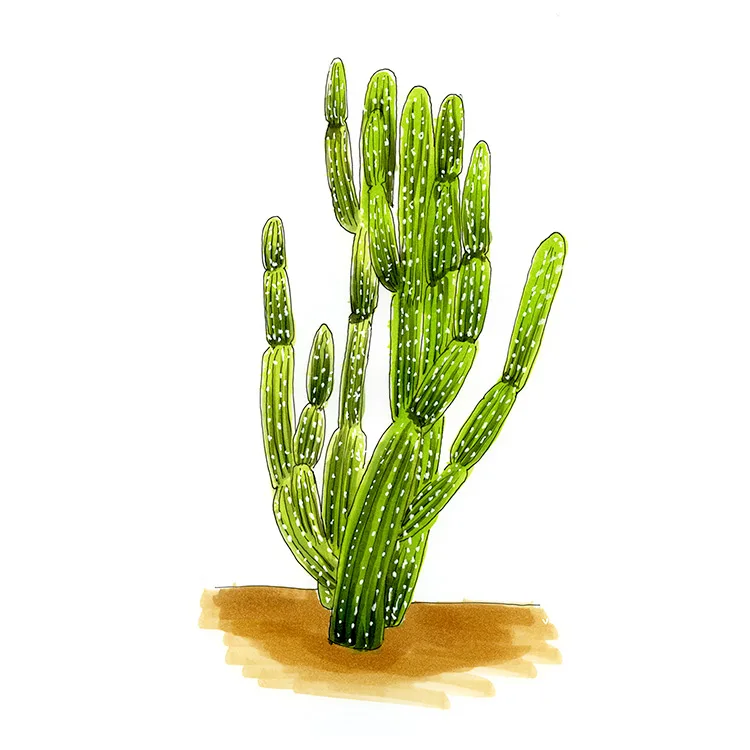 Watercolor illustration of a Key tree cactus (Pilosocereus robinii), a cluster of upright, ribbed green columns.