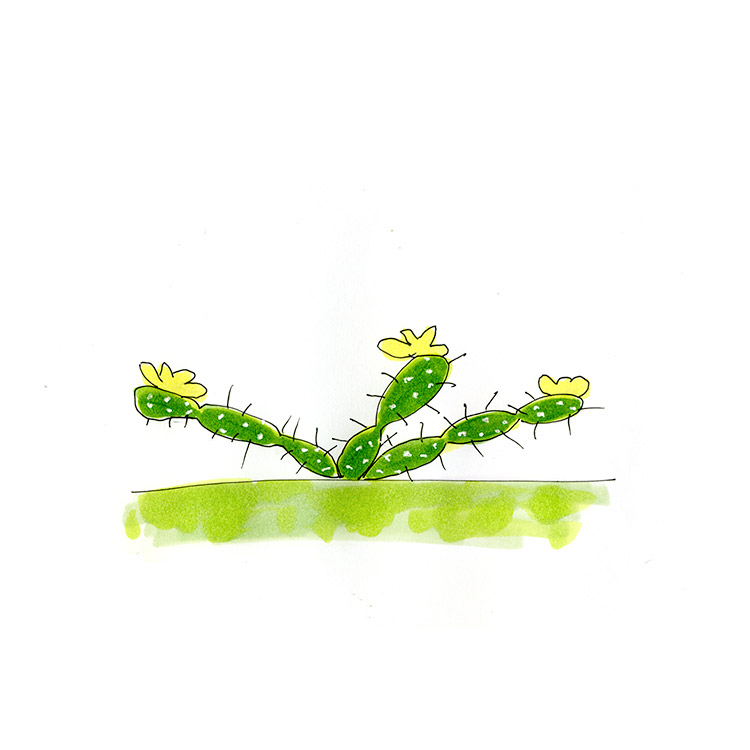 Keys Joe Jumper (Opuntia triacantha)