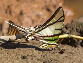 A long-tailed swallowtail butterfly puddling on damp sand