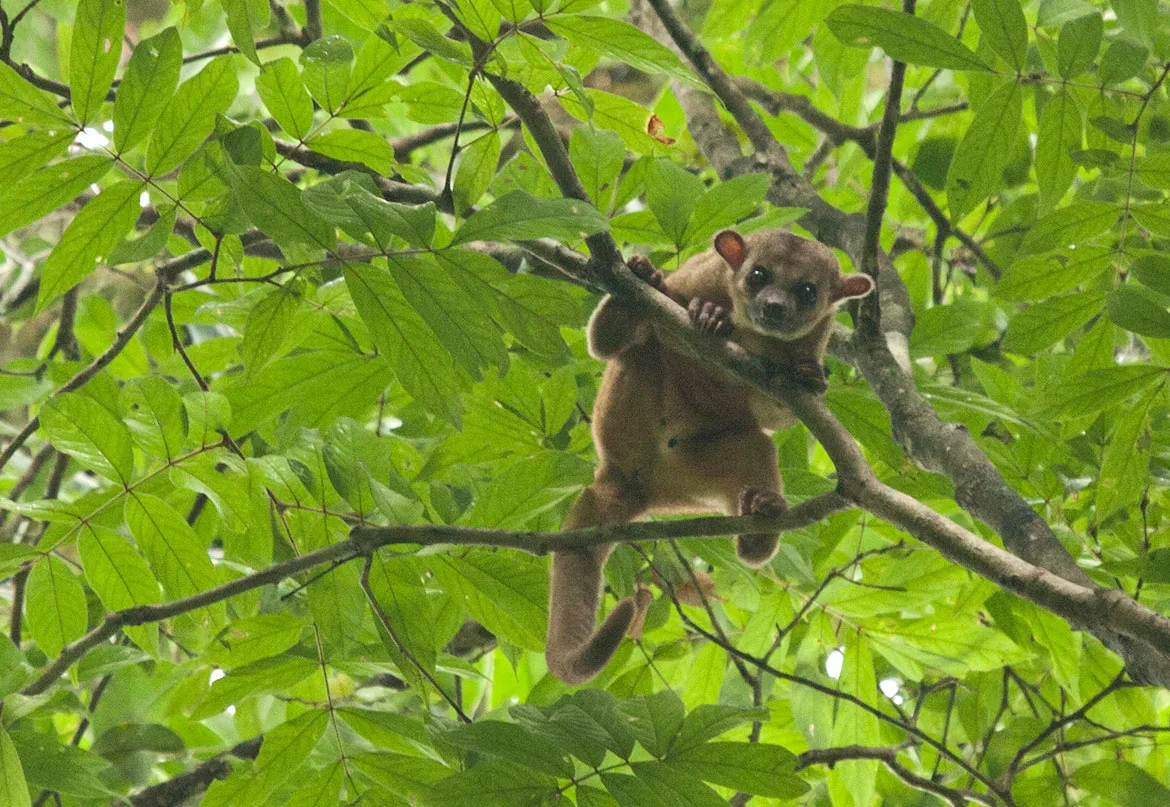 A kinkajou (Potos flavus) clinging to a branch among bright green rainforest leaves.