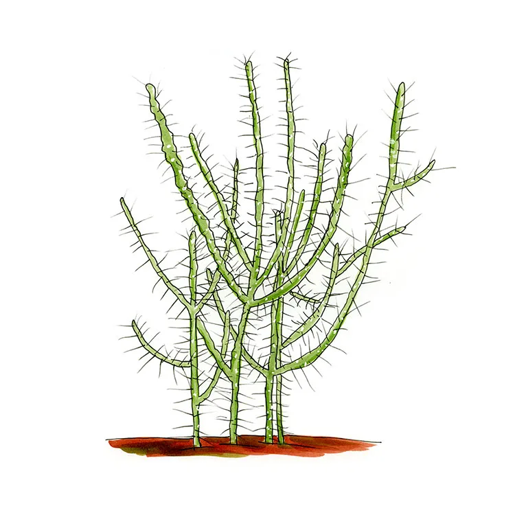 Watercolor illustration of Klein's pencil cactus (Cylindropuntia kleiniae), a shrub of thin, spiny, upright stems.