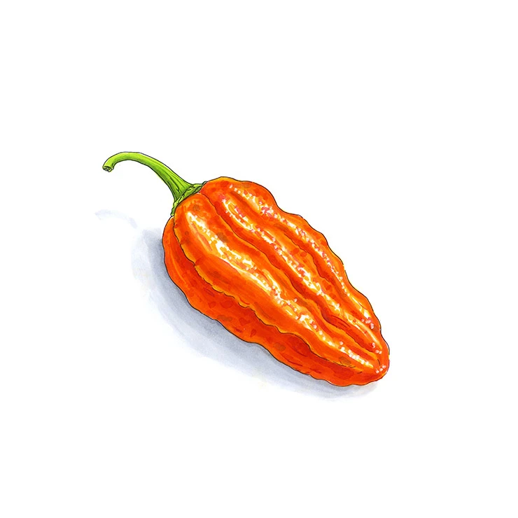 Komodo Dragon pepper illustrated in watercolor and ink on a white background