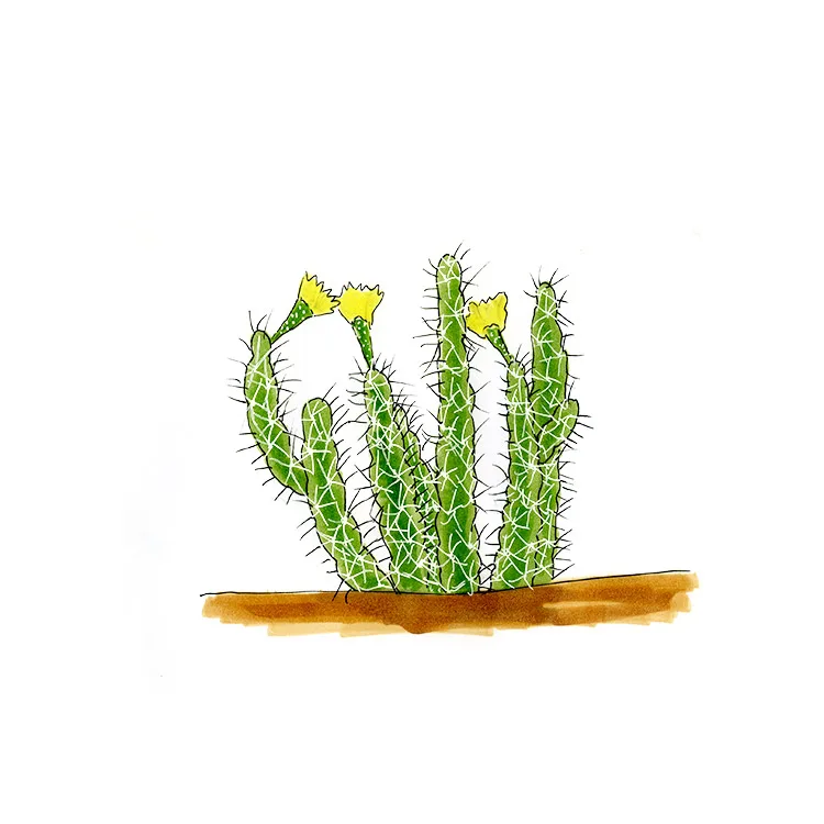 Watercolor illustration of Kunze's club cactus (Grusonia kunzei), upright spiny stems with yellow flowers.