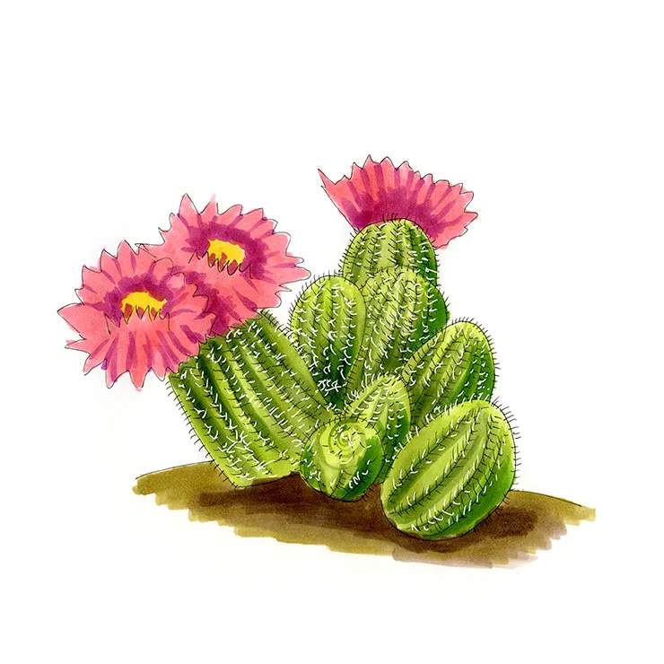 Watercolor illustration of a lace hedgehog cactus (Echinocereus reichenbachii), a clump of ribbed stems with large pink flowers.