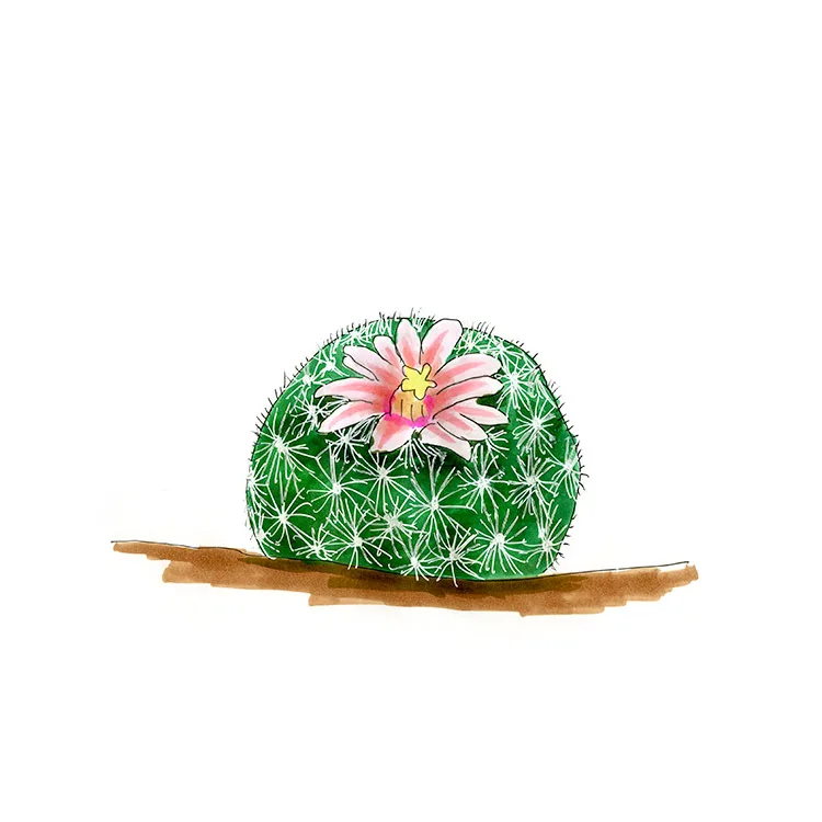 Watercolor illustration of a lacespine nipple cactus, a low green mound with lacy white spines and a pink flower.