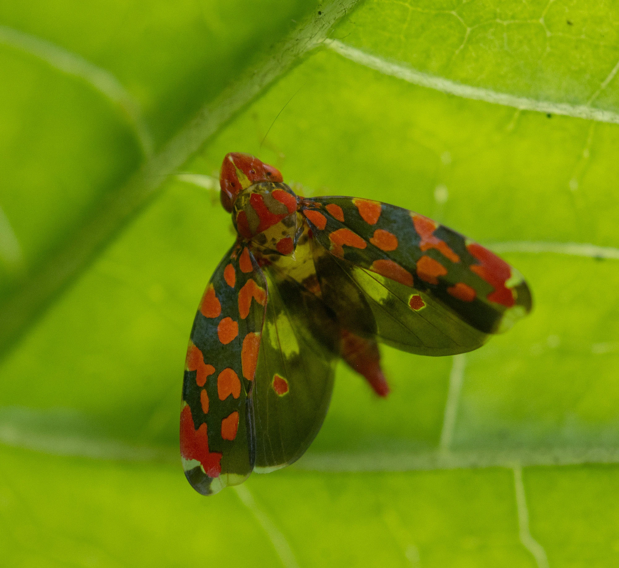 Ladoffa sharpshooter leafhopper on a green leaf along the Río Guayabo in Costa Rica, its translucent wings patterned with bright red and dark markings.