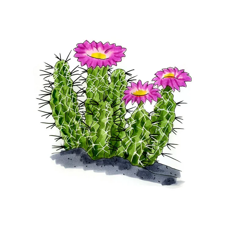 Watercolor illustration of a lady finger cactus (Echinocereus pentalophus), finger-like stems with bright magenta flowers.