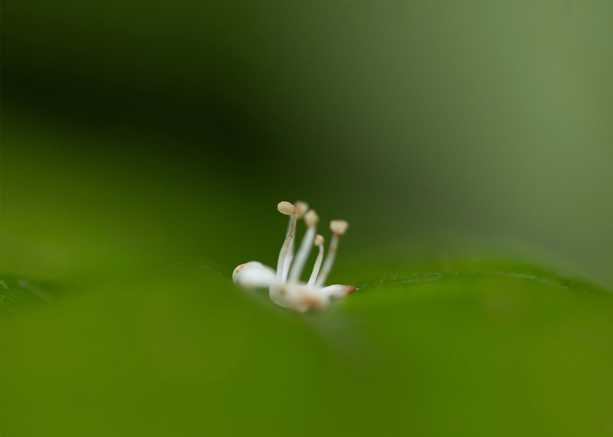 Close-up of a small fallen flower resting among green leaves near Lago Angostura in Costa Rica, its delicate white stamens rising above the blurred leaf it sits on.