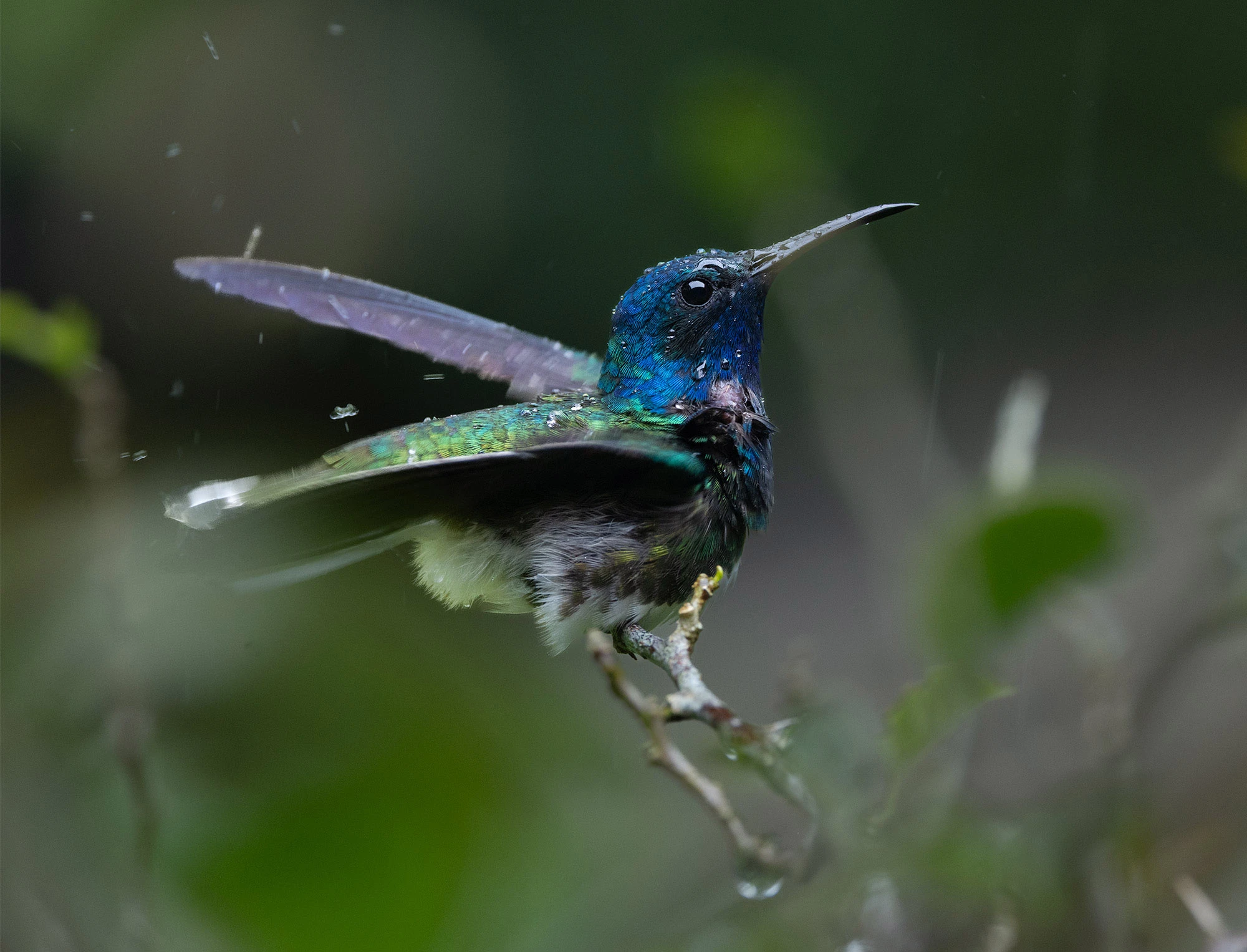 White-necked jacobin hummingbird perched on a twig during heavy rain at Rancho Naturalista in Costa Rica, its iridescent blue head and green wings glistening with water droplets.