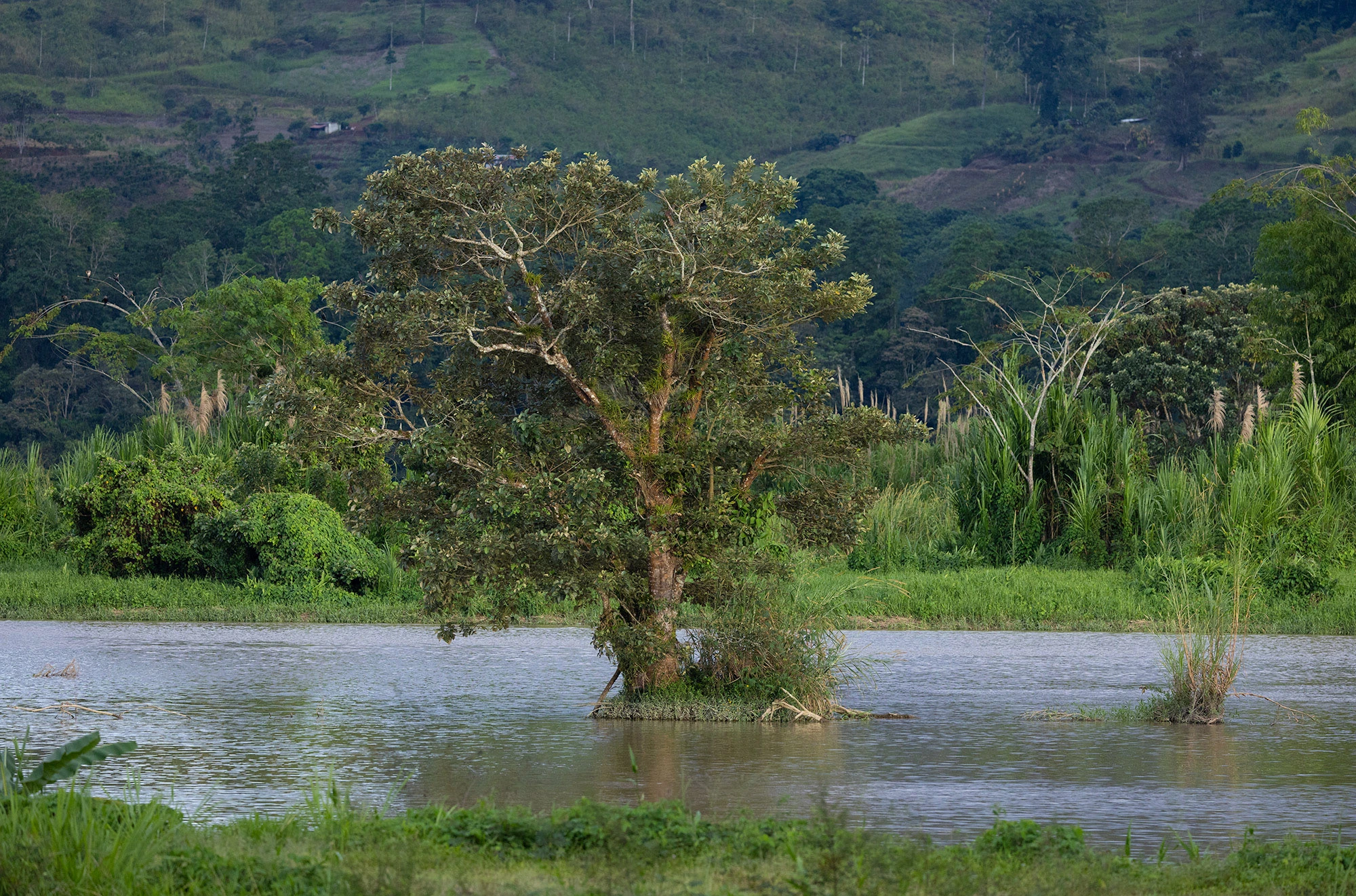 A partially submerged tree standing in the calm waters of Lago Angostura near Turrialba, with green hills and patchwork farmland rising in the background.