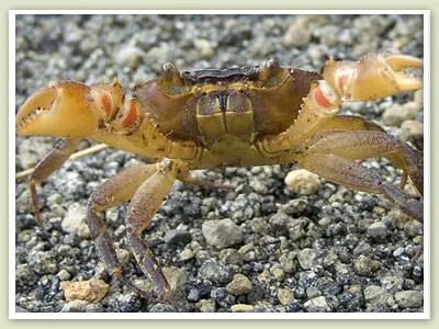 A land crab with orange claws walking across gravel on Great Guana Cay.