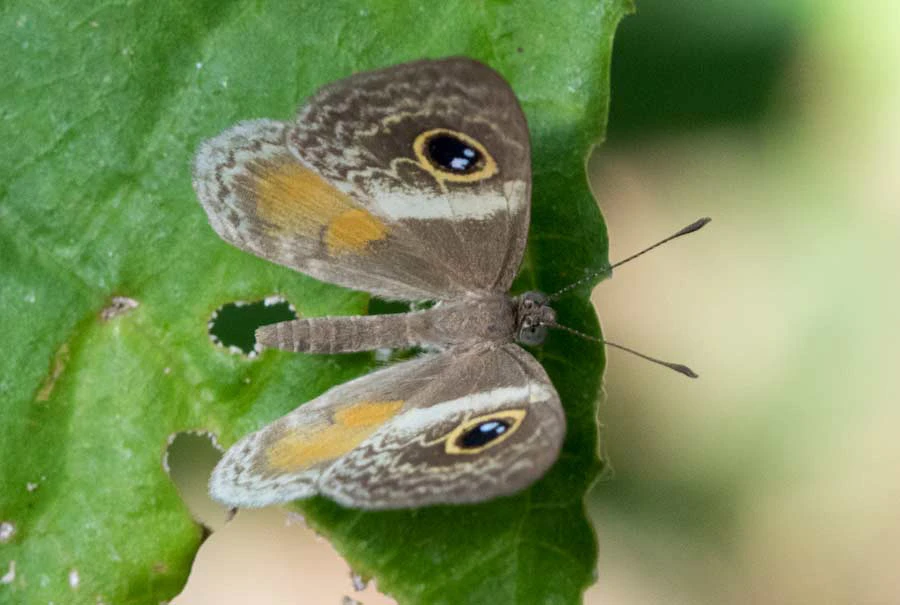 Lasus Eyemark (Perophthalma lasus), Osa Peninsula, Costa Rica