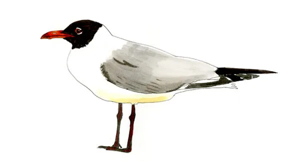Watercolor and Copic marker sketch of a Laughing Gull (Leucophaeus atricilla), by Erik Gauger.