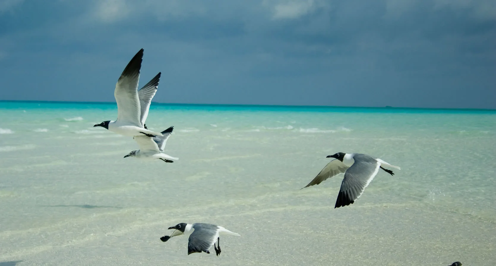 Laughing gulls skimming low over a shallow turquoise beach under a stormy sky, the Bahamas