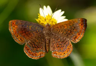 Laverna metalmark butterfly, orange-brown with metallic markings, on a white daisy