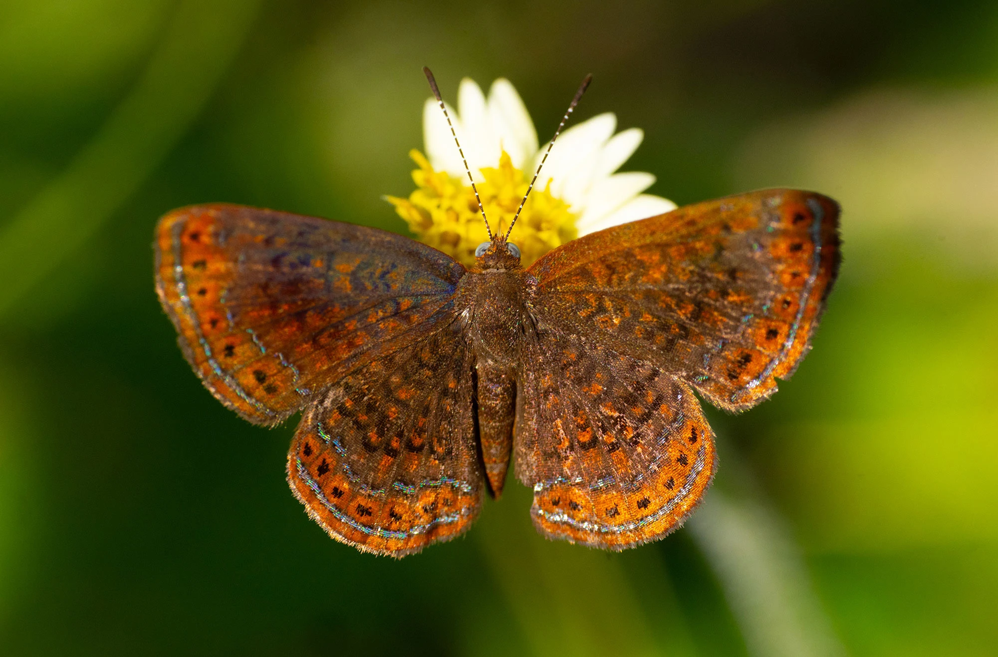 A Laverna Metalmark butterfly rests lightly on a sunlit leaf in northern Colombia. Its delicate, translucent wings shimmer with coppery tones and fine black markings, blending into the dry forest understory where it lives.