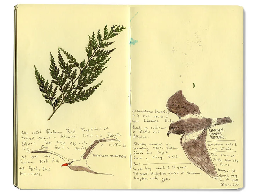 Leach's storm petrel and other sketches from Kauai