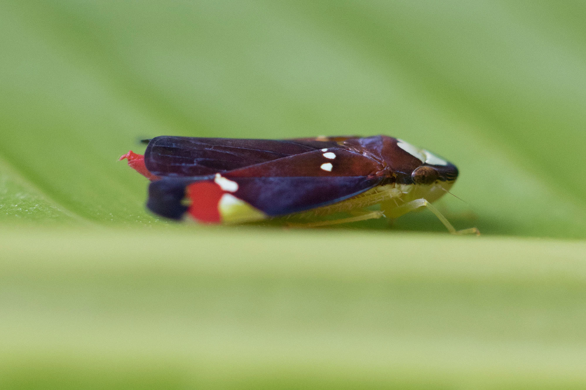 A vividly patterned leafhopper in the Tambopata rainforest, its deep maroon wings marked with white spots and bright red-and-yellow tail patches as it rests along a smooth green leaf.