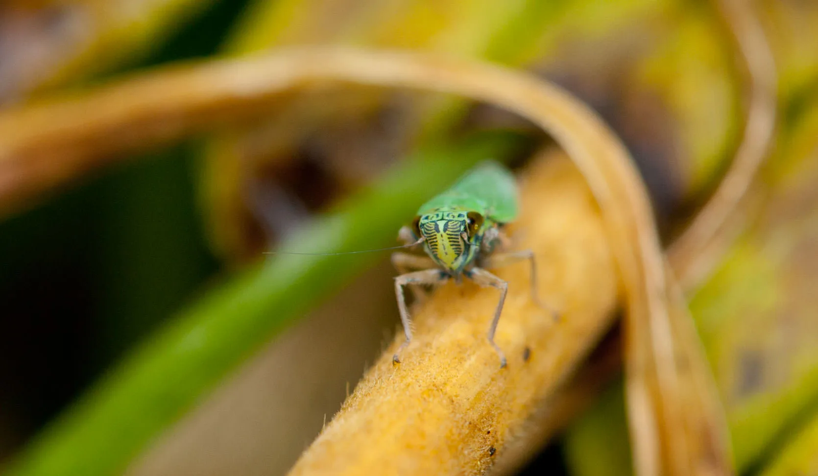 Close-up of a green-and-yellow leafhopper with a patterned face clinging to a dry stem