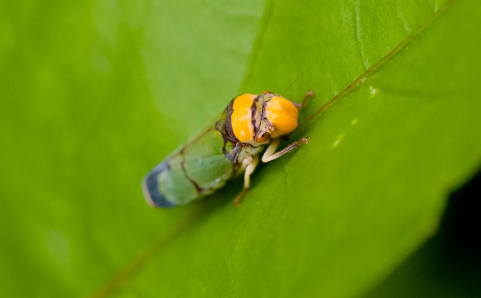 Close-up of a green leafhopper with a bright orange head resting on a leaf, Mombacho