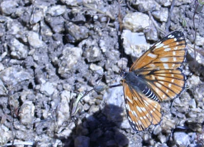 Leanira Checkerspot (Chlosyne leanira)