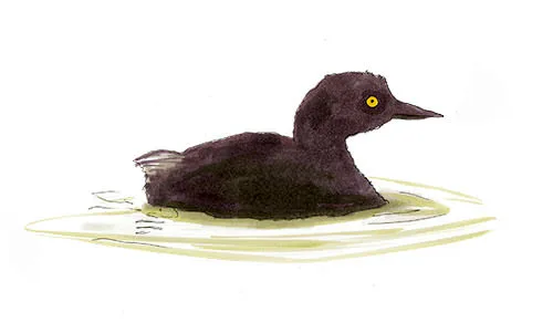 Watercolor and Copic marker sketch of a Least Grebe (Tachybaptus dominicus), by Erik Gauger.