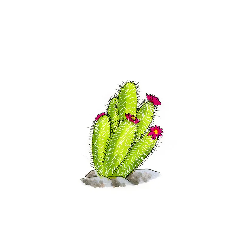 Watercolor illustration of Leding's hedgehog cactus, a clump of upright stems with magenta flowers on a rock.