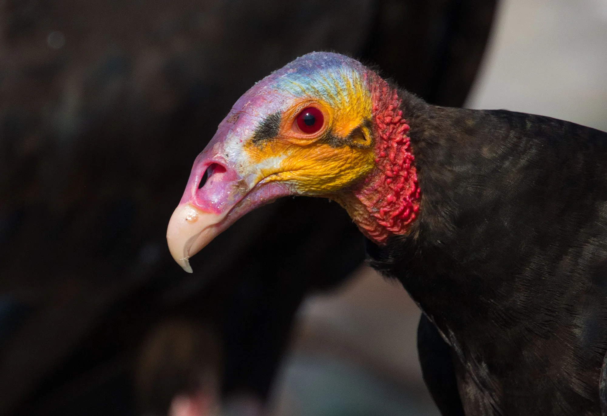 A lesser yellow-headed vulture (Cathartes burrovianus) with a colorful red, yellow and blue head.
