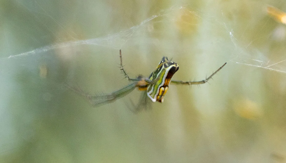 Silver Orb-weaver (Leucauge venusta) from La Guajira, Colombia hanging upside-down beneath its orb