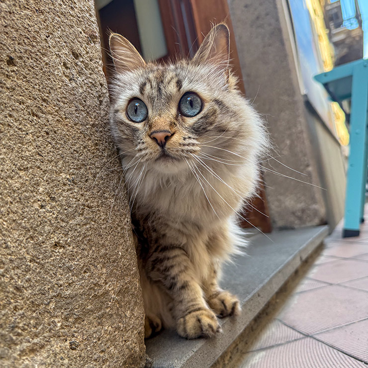 Blue-eyed caf&eacute; cat peering around a doorway on Corso Vittorio Emanuele in Lipari, Aeolian Islands.