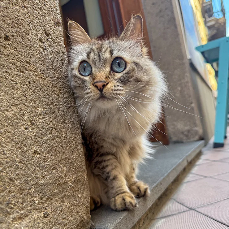 Blue-eyed caf&eacute; cat peering around a doorway on Corso Vittorio Emanuele in Lipari, Aeolian Islands.