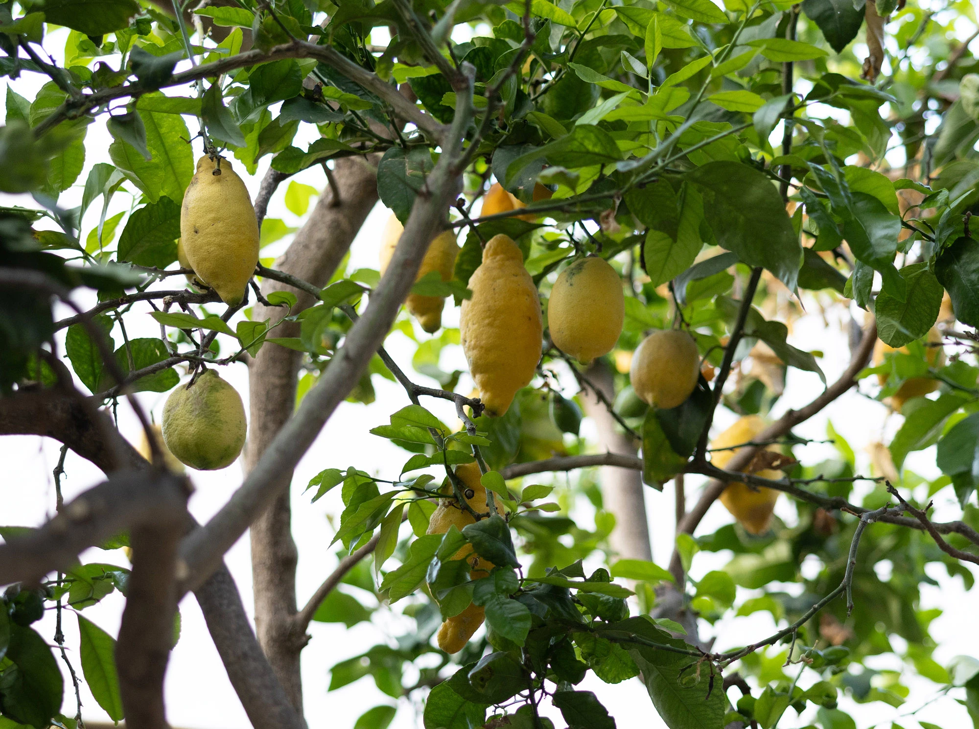 A cluster of misshapen backyard lemons of several different cultivars growing on Lipari, Aeolian Islands.