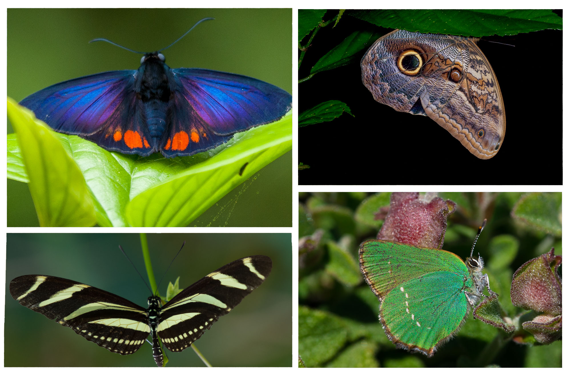 Butterflies Of The World Species Types And Photos Butterflies Of The World Species Types And Photos
