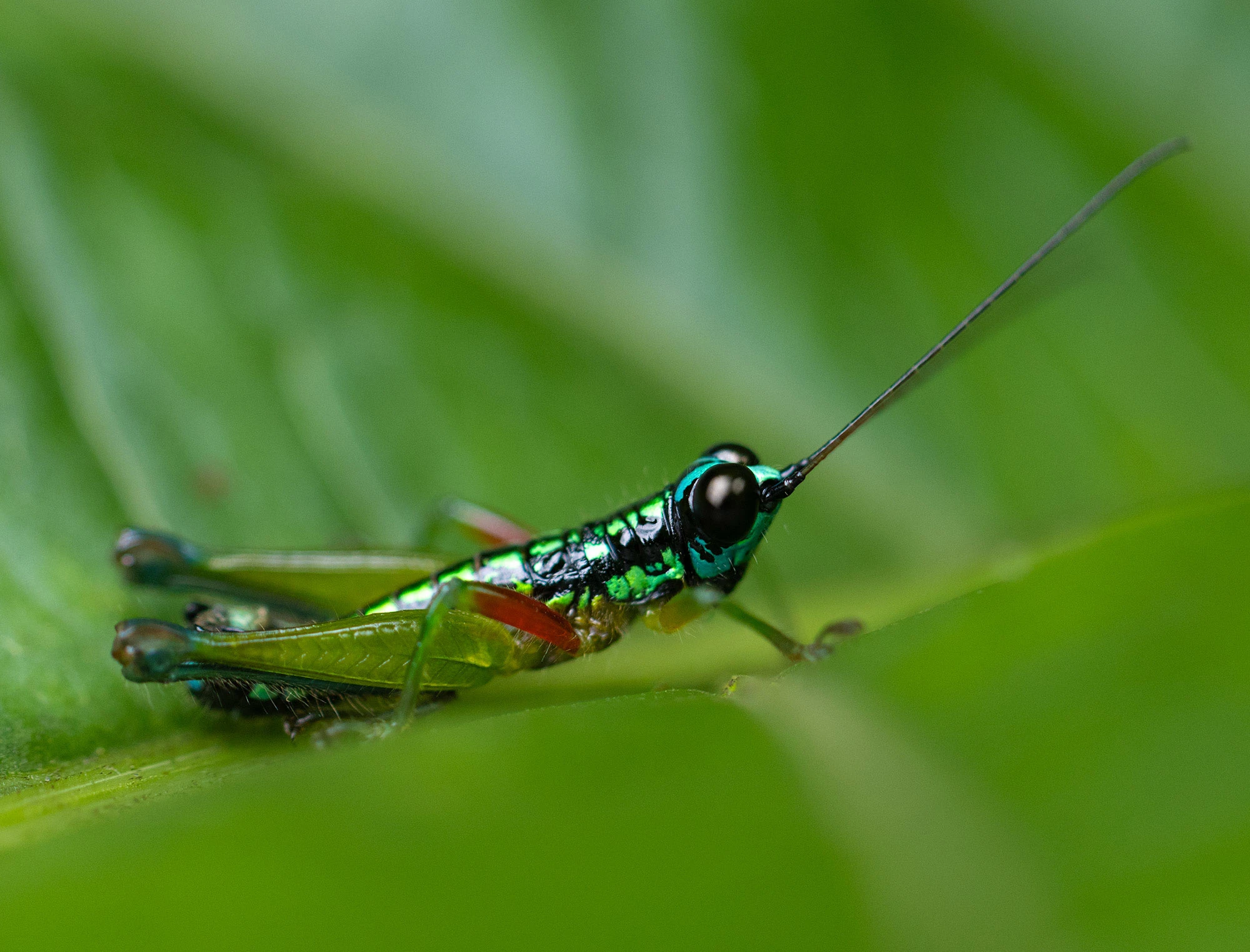 Lithoscirtus viceitas grasshopper resting on a green leaf along the Río Guayabo in Costa Rica, its metallic green body and long antennae catching the light.