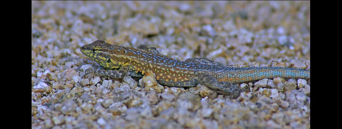 A spotted lizard resting on fine gravel in the Panamint Valley, California.