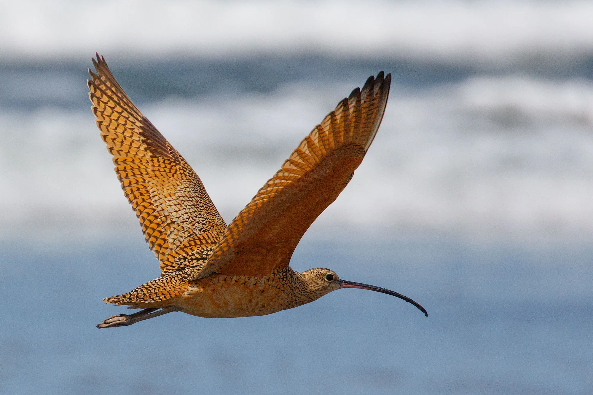 Long-billed Curlew on the Oregon Coast