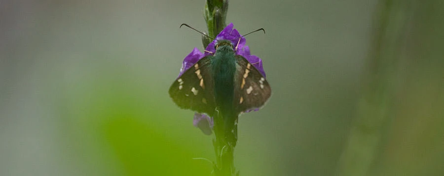 Long-tailed Skipper (Urbanus proteus), Panama