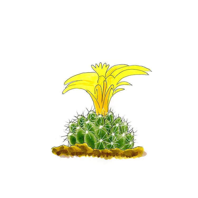 Watercolor illustration of a longmamma nipple cactus (Mammillaria sphaerica), a small cactus with a large yellow flower.