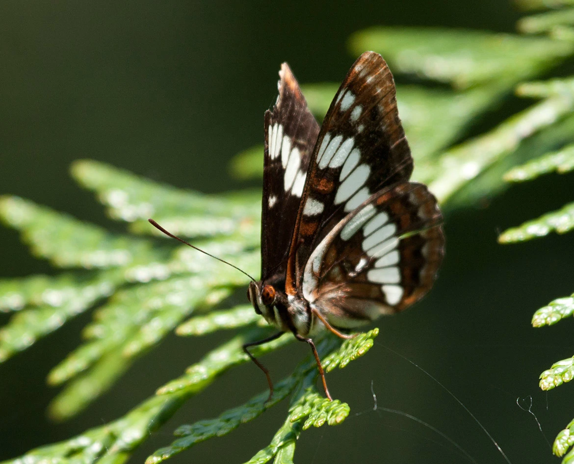 Lorquin's Admiral (Limenitis lorquini), Oregon