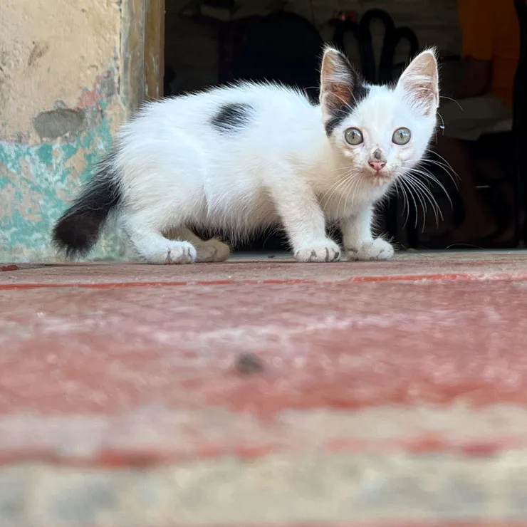 Kitten on the porch of a single-room home in the swampy lowland country near Palermo, Colombia.