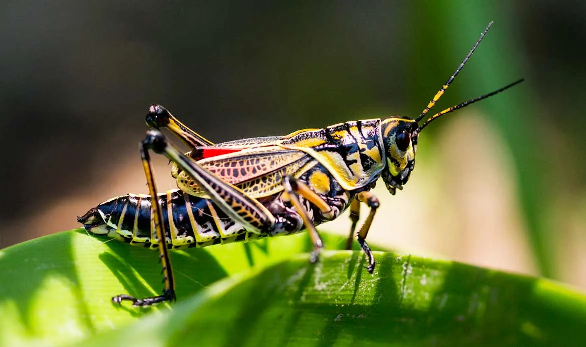 An eastern lubber grasshopper (Romalea microptera) with yellow, black and red markings perched on a green leaf in Covington, Louisiana.