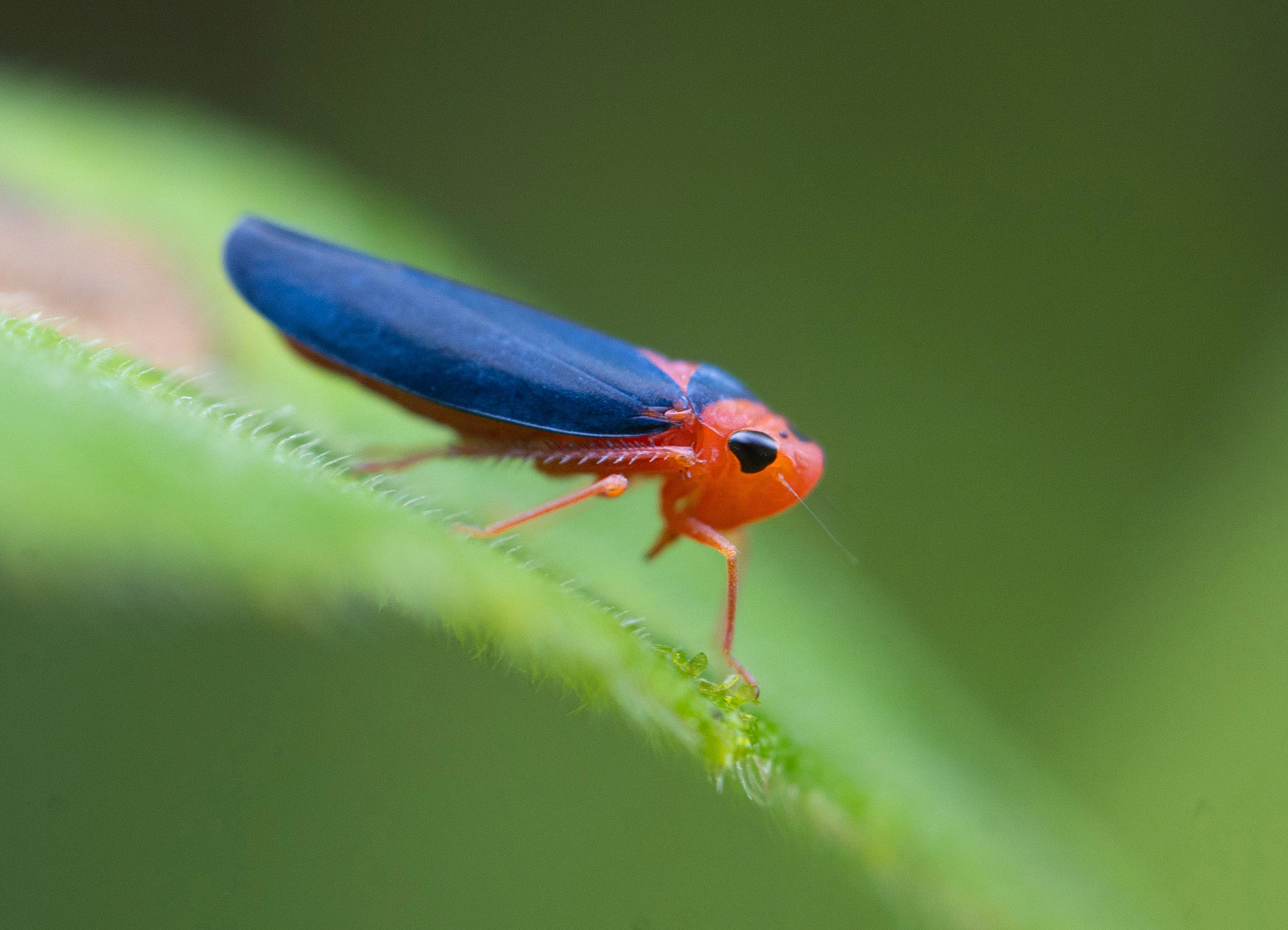 Macunolla ventralis leafhopper perched on a green leaf along the Río Guayabo in Costa Rica, its red body and deep blue wings contrasting against the soft, humid forest background.