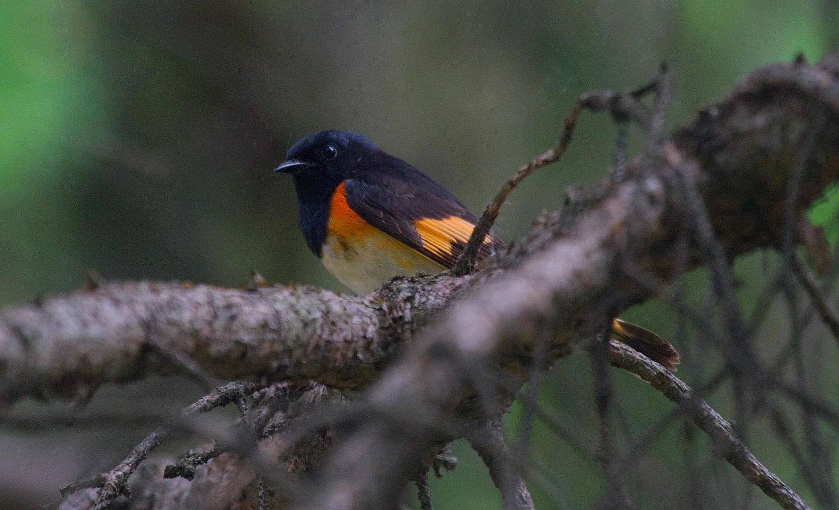 A male American redstart (Setophaga ruticilla), black with bright orange patches, perched on a bare branch near Lake Minnetonka.