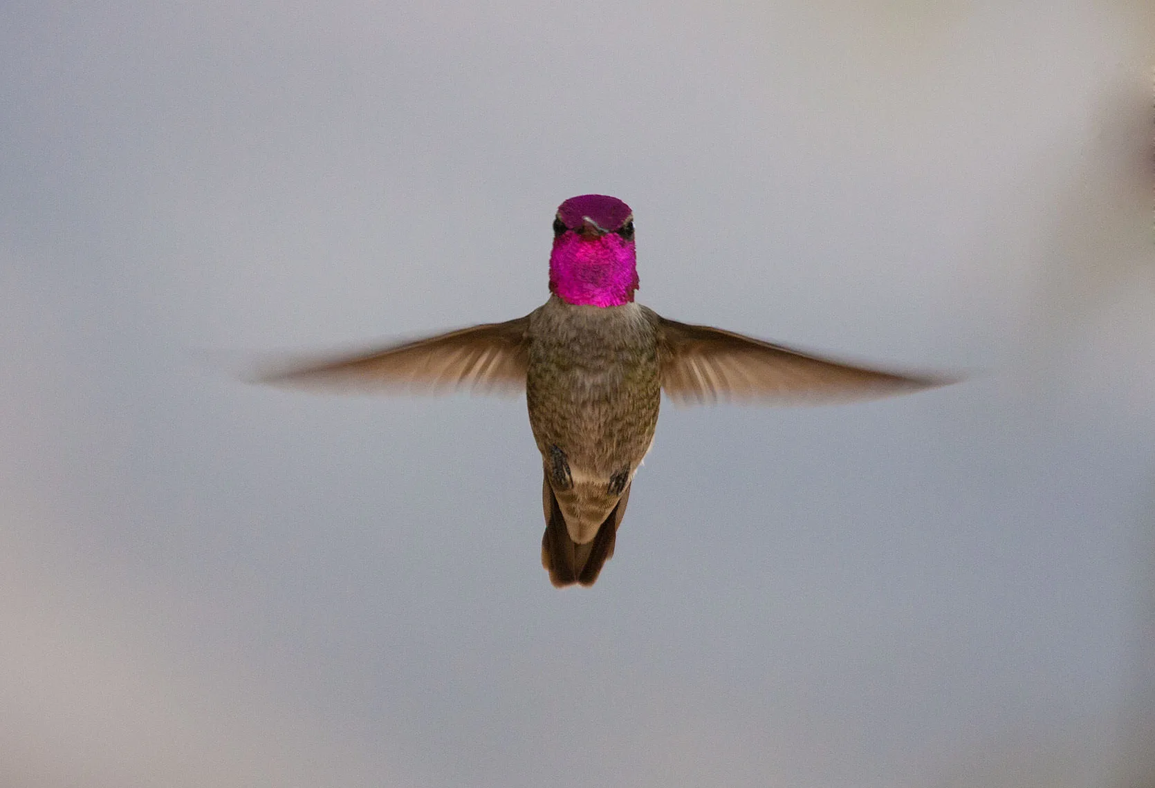 A male Anna's hummingbird (Calypte anna) hovering with wings spread, its iridescent magenta head facing the camera, in Henderson, Nevada.